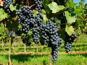 Smederevka grapes on the vine